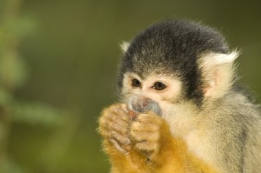 Little squirrel monkey clipart