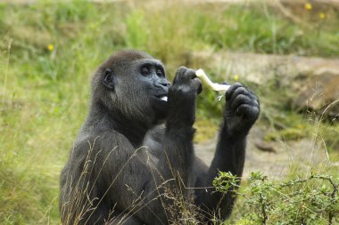 Gorilla Enjoying His Meal clipart