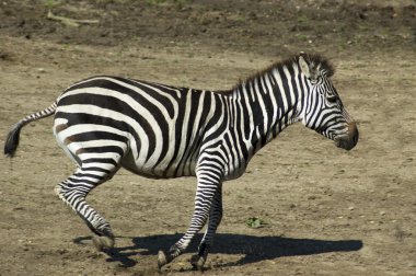 Running Zebra clipart