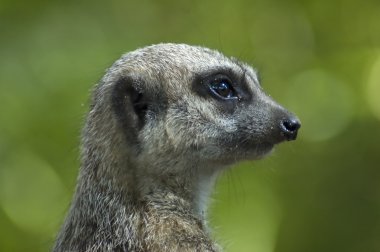 meerkat kafa