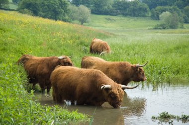 Highland Steers clipart