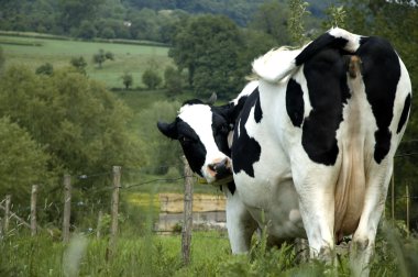 Cow in the Dutch mountains clipart