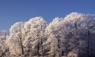 hoarfrost ağaçlar