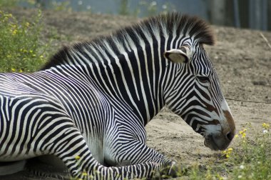 rahatlatıcı zebra