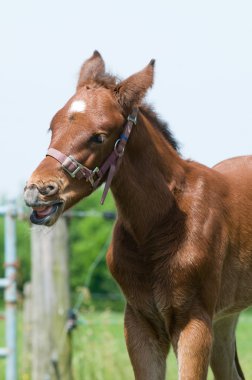 Cute 10 day old foal clipart