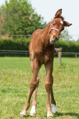 Cute 10 day old foal looking funny clipart