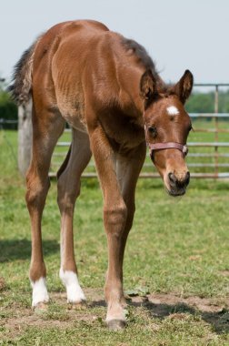 Cute Horse. clipart