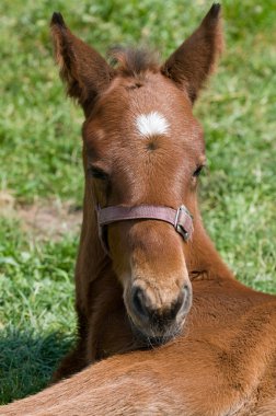 Cute Horse Resting clipart