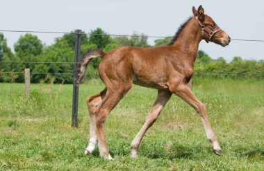 Proud foal clipart