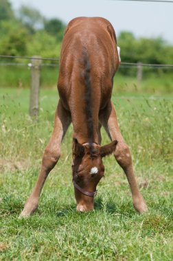 Cute Young Horse clipart