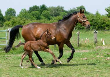 Running Horses clipart