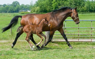 Mare and foal running clipart