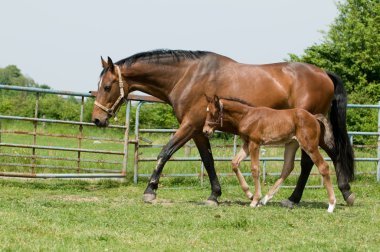 Mare and foal in the field clipart
