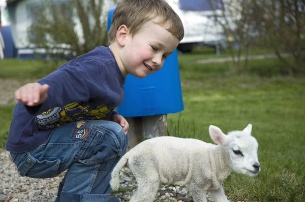 Маленький мальчик и маленькая овца — стоковое фото