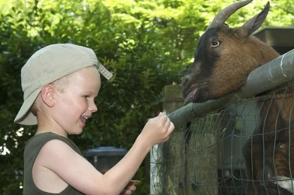 Feeding The Goat — Stock Photo, Image