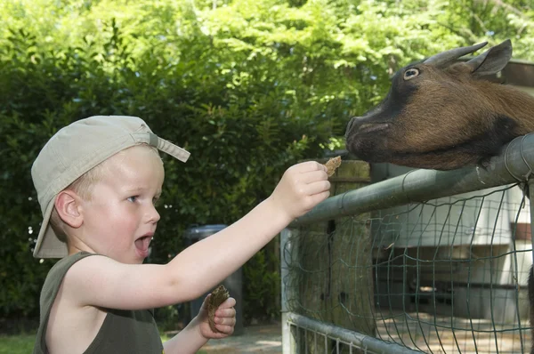 Alimentando uma cabra — Fotografia de Stock