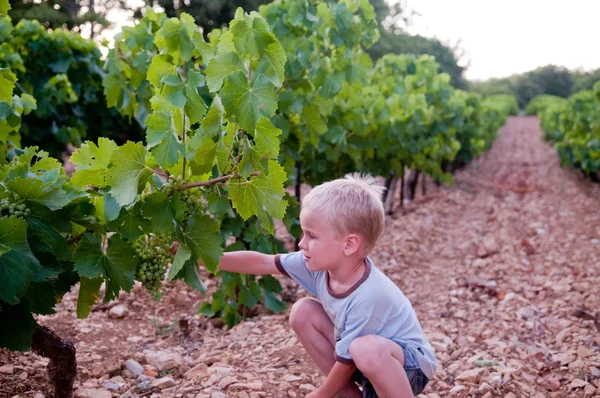 Young boy harvesting grape — Stock Photo, Image