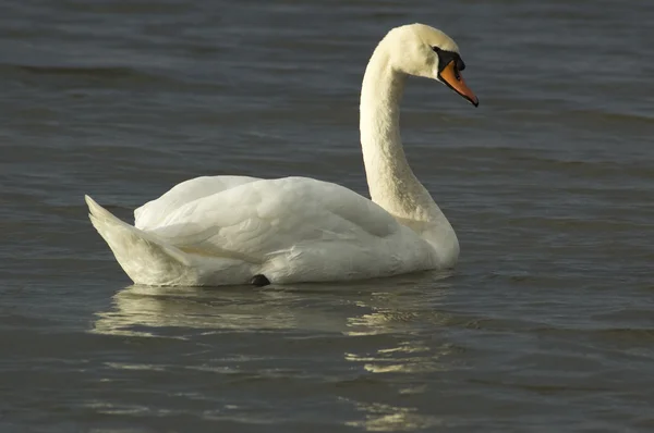 Relaxed Swan — Stock Photo, Image