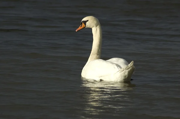 Swan in the sun — Stock Photo, Image