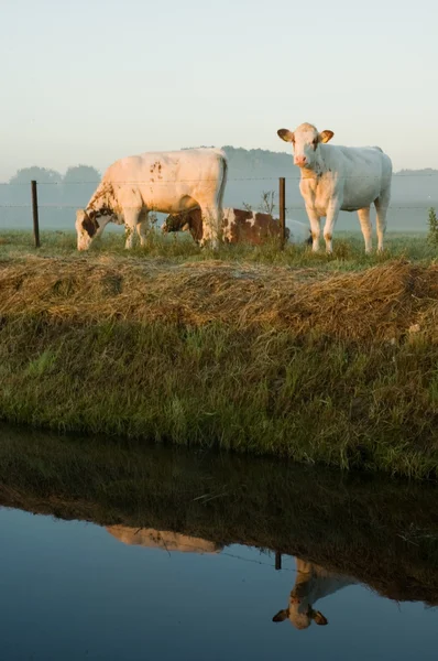 Zvláštní kráva — Stock fotografie