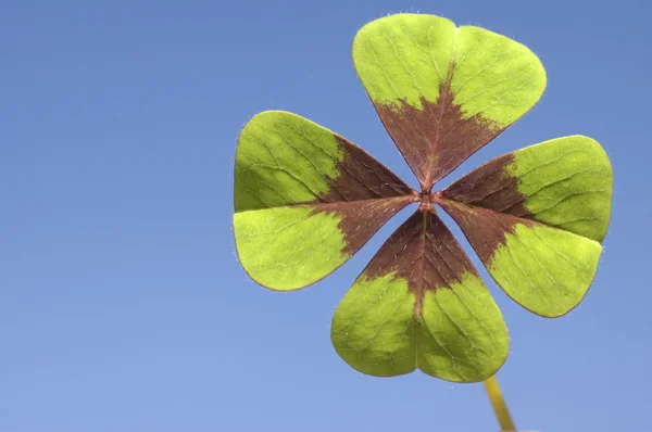 Four Leave Clover — Stock Photo, Image