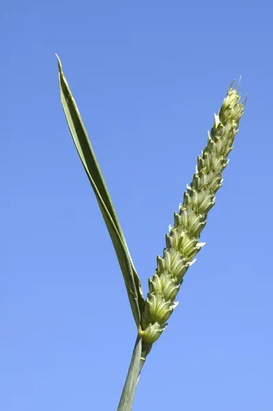 Grain Wheat On Blue — Stock Photo, Image