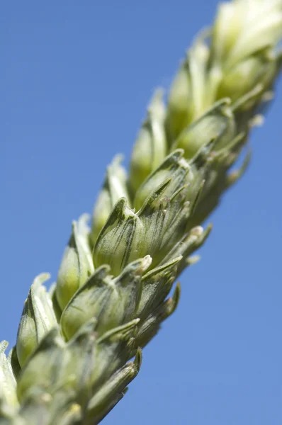 Trigo de grano Primer plano —  Fotos de Stock