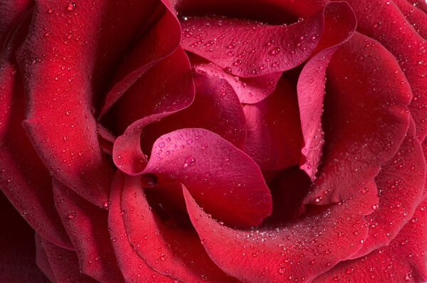 Beautiful part of a red rose with water drops on it. Taken with a 100mm macro.