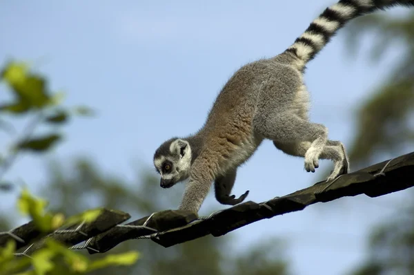 Klättring lemur catter — Stockfoto