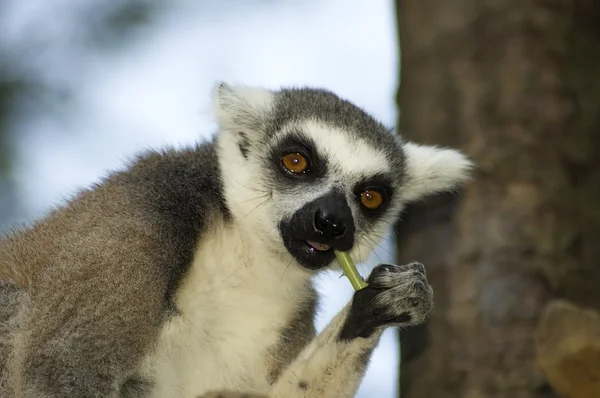 Lemurenkatze essen — Stockfoto