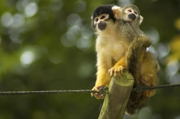 Mom And Baby Squirrel Monkeys — Stock Photo, Image