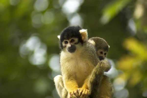 Dwie wiewiórki małpy — Zdjęcie stockowe
