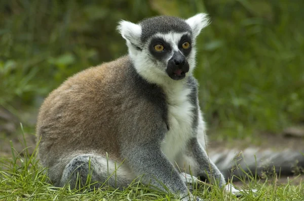 Geschokt lemur catta — Stockfoto