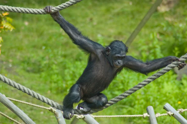 Swinging ape — Stock Photo, Image