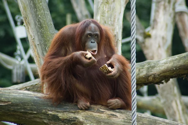 Eating Orang Oetan — Stock Photo, Image