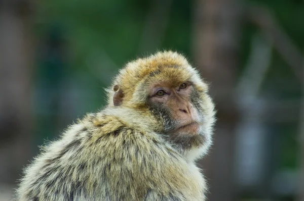Ape berbera a riposo — Foto Stock