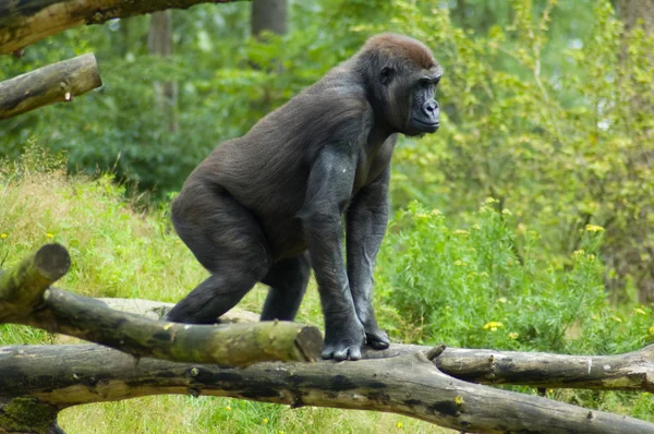 Gorilla in freier Wildbahn — Stockfoto