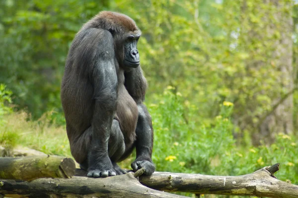 Gorila na selva — Fotografia de Stock