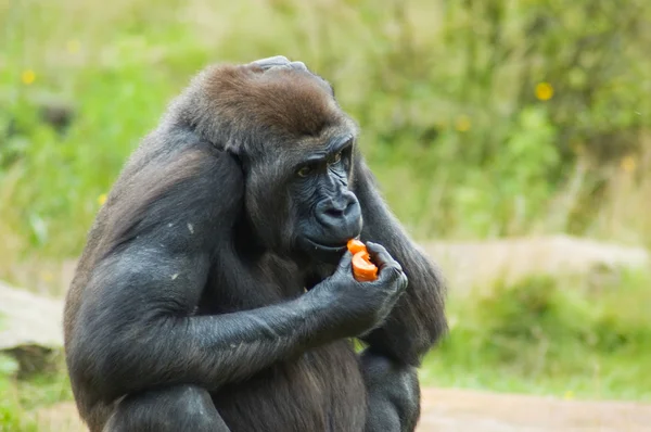 Gorilla fuori nel selvaggio — Foto Stock