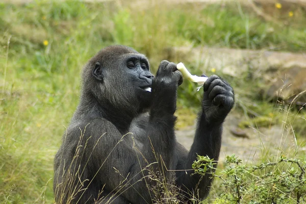 Gorilla godendo il suo pasto — Foto Stock
