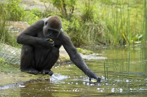 Gorilla raggiungendo per il suo cibo — Foto Stock