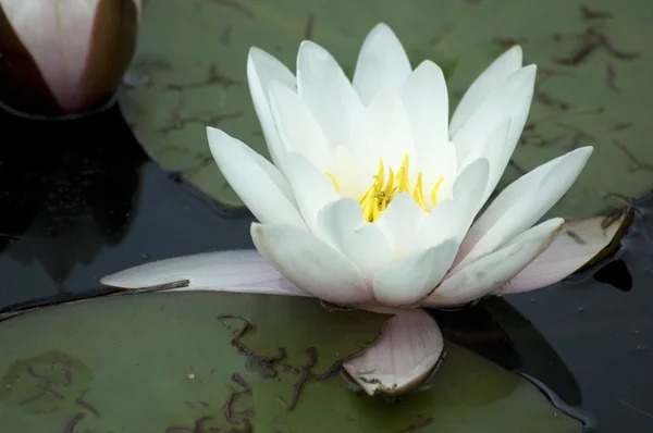 stock image Water Lilly