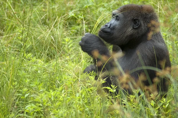 Gorilla spielt mit Gras — Stockfoto