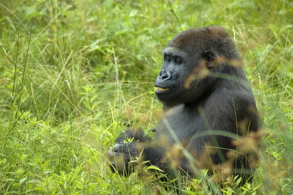 Gorilla mangiare un po 'd'erba — Foto Stock