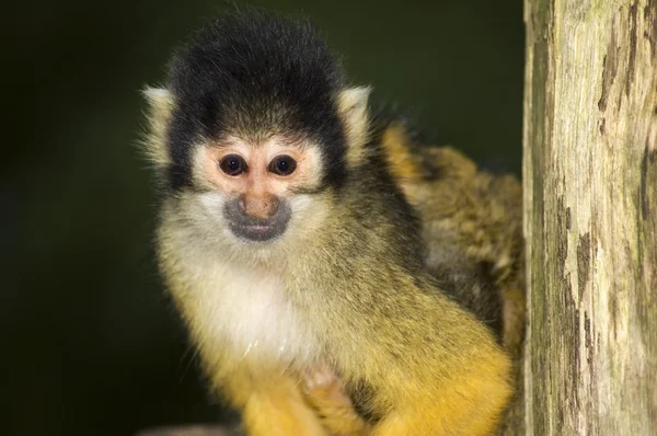 Sincap maymunu arıyorum — Stok fotoğraf