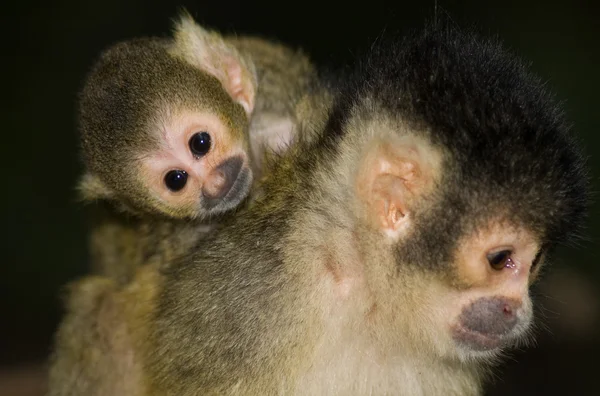 Bebek sincap maymun — Stok fotoğraf