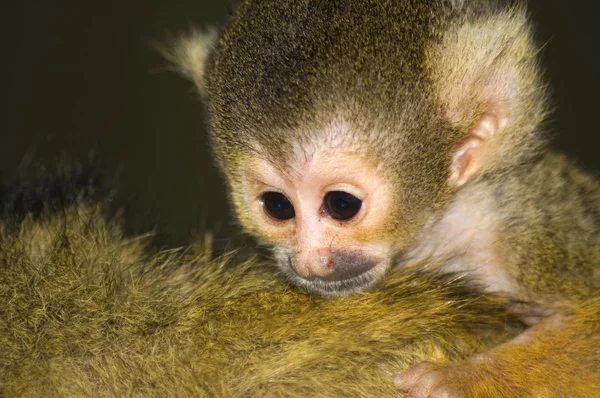 Dziecko małpa wiewiórki — Zdjęcie stockowe