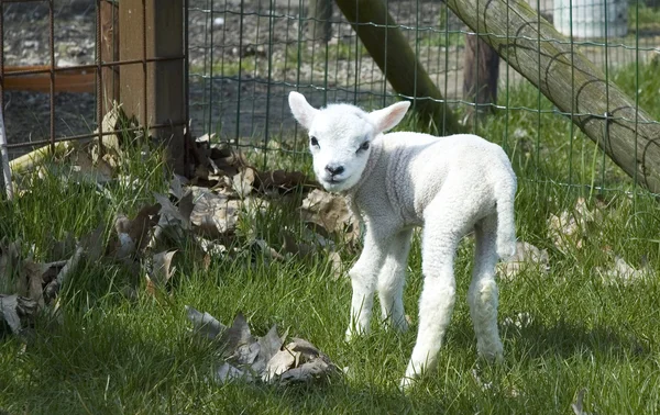 En dag gammal baby lamm i solen. — Stockfoto