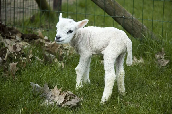 Baby lamb snaží chodit — Stock fotografie