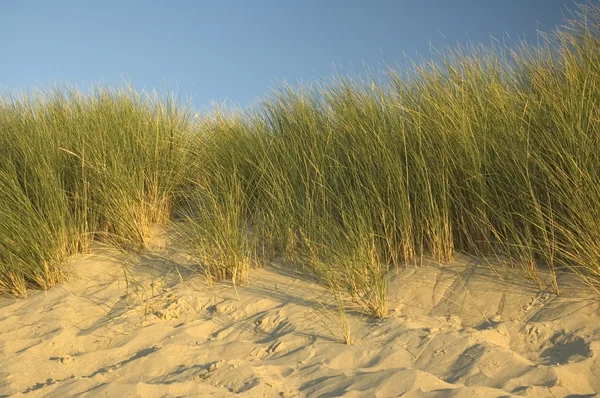 stock image Dutch Dunes